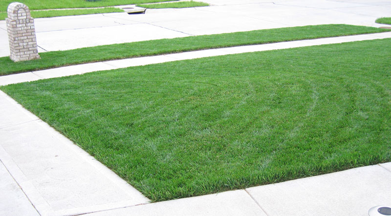 nate_lawn_08.jpg