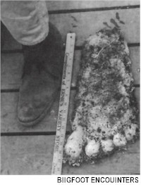 footprint.jpg