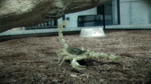 A single frame from the AMD Cinema 2.0 demo &quot;Bug Snuff&quot; featuring a digitally rendered scorpion created in a virtual 3D environment