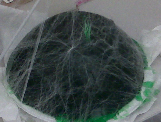 Jello on a plate.