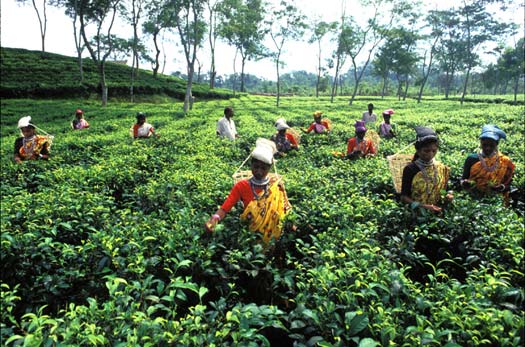 A Tea field in my country.