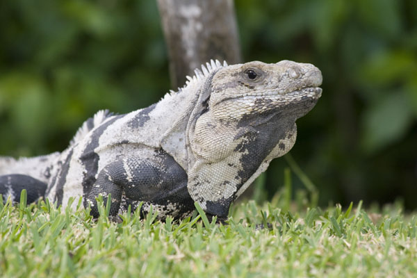 Iguana.jpg