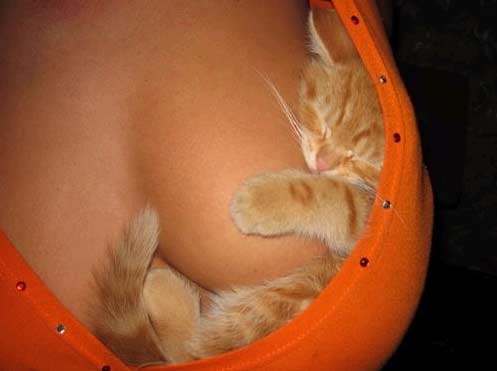 cat.jpg