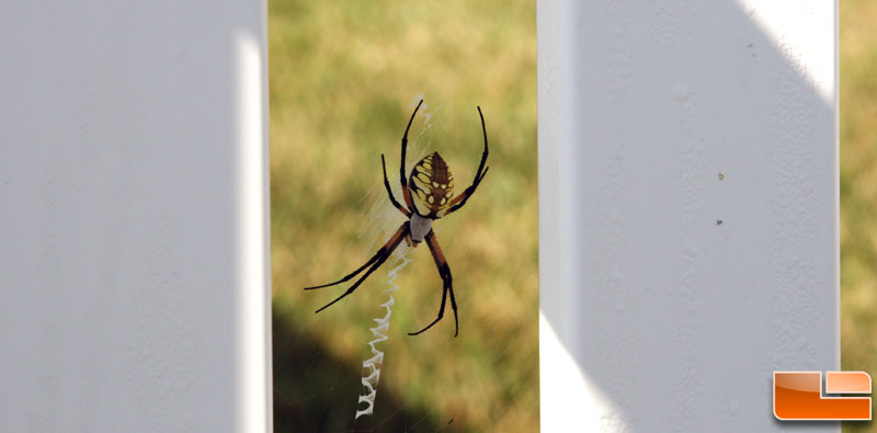 missouri_spider.jpg