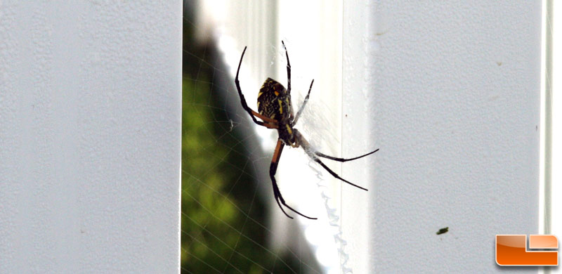 missouri_spider2.jpg