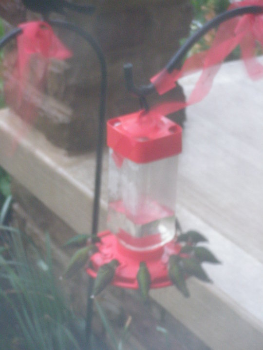 The hummingbirds were filling up during the storm.