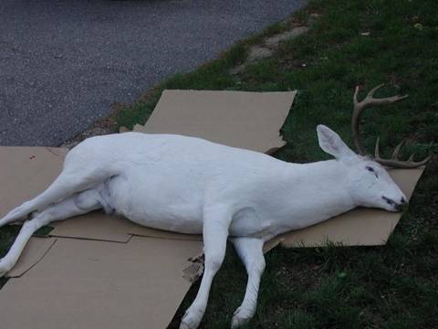White Deer.jpg