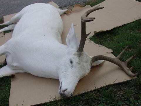 White Deer2.jpg