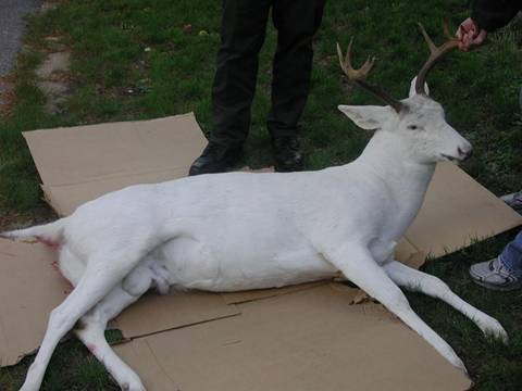 White Deer3.jpg