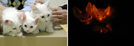 071213_clonedcats_hlrg_930a.jpg